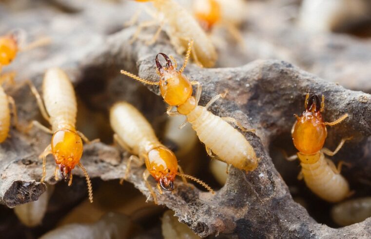 Termites Infest Pressure-Treated