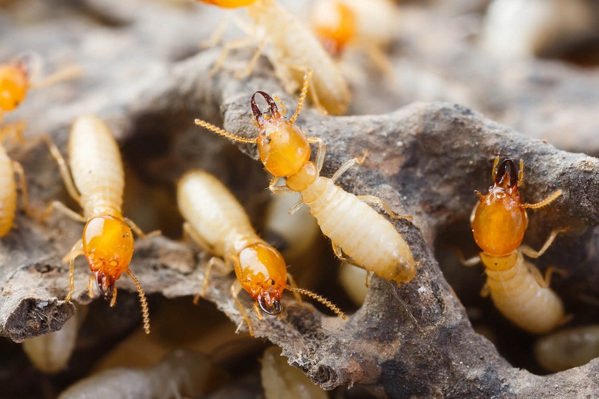 Will Termites Infest Pressure-Treated Wood?