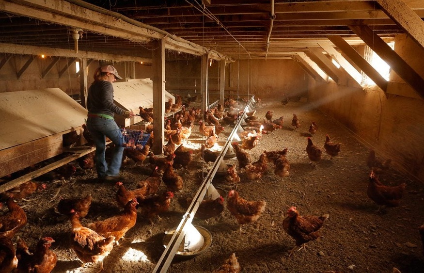 Hillandale Farms Pennsylvania Offers an Overview of Certified American Humane Cage-Free Eggs